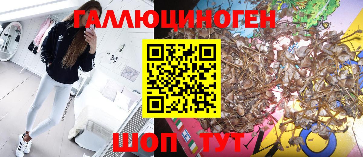 Беслан  Галлюциногенные грибы Psilocybe  Вход с VPN 